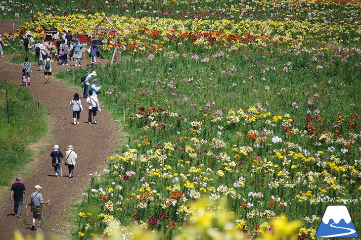 北海道最大級、213万輪のゆりの花！『オーンズ春香山ゆり園』